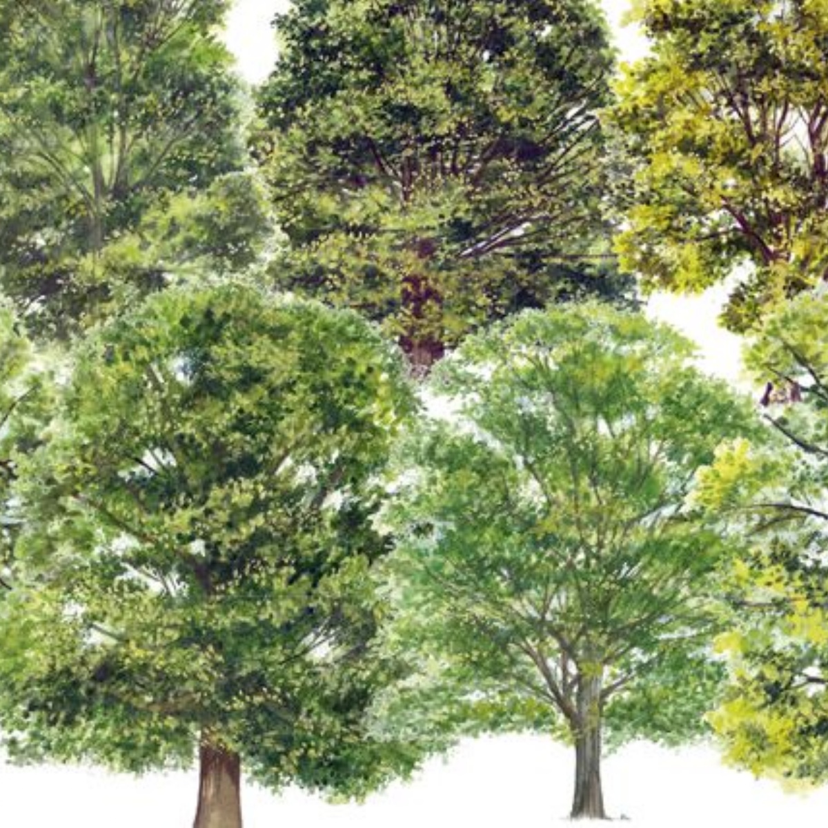 st-augustine-of-canterbury-catholic-primary-school-new-tree-names-for